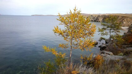Wall Mural - baikal lake on october. olkhon island. video of autumn landscape with yellowed larch trees on backgr