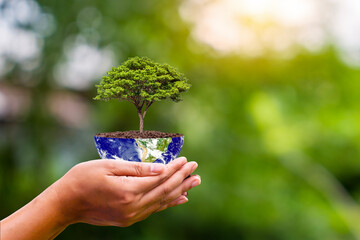 Poster - Tree growing on the globe in a human hand. Eco-friendly renewable energy concept. “NASA furnished elements of this image.”