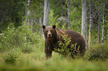 wild brown bear ( ursus arctos )