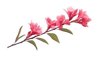 Wall Mural - pink flower isolated on white background