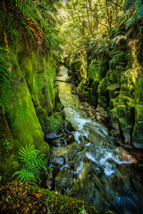 Wall Mural - River flowing through the deep canyon walls in the prehistoric rain forest in the central north island of New Zealand.