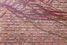  Overgrown With Colorful Virinian Creeper In Fall,red Leaves Grow On A Red Brick Wall