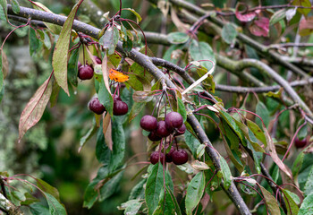 Wall Mural - Many small burgundy apples on the branches of an apple tree on a sunny day in autumn.