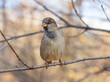 © Dmitrii Potashkin - Sparrow sits on a branch without leaves.
