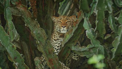 leopard with tracking collar lying on branch of cactus tree in queen elizabeth national park, uganda