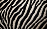 Fototapeta Konie - Zebra fur pattern background