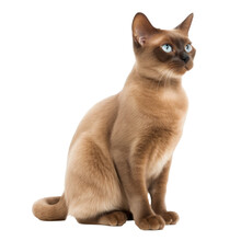 Burmese Cat,cat Isolated On Transparent Background,transparency 