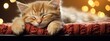 Sleepy kitten resting on a red knitted blanket against a backdrop of twinkling lights. A Christmas and New Year background. Banner.