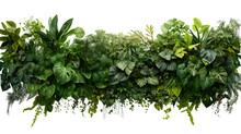 Rainforest Canopy Top View Isolated On Transparent Or White Background, PNG