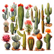 Wild Cactus Varieties Isolated on Transparent or White Background, PNG