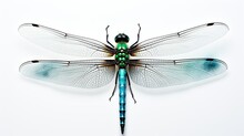 Dragonfly Animal Photography Isolated Background