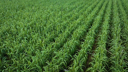 Wall Mural - Aerial view of sugarcane plants growing at field