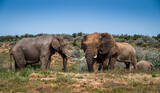 Fototapeta Sawanna - African elephants in the wild