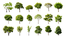 Overhead Tree Collection Isolated On Transparent Or White Background, PNG