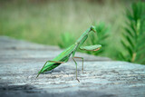 Fototapeta Konie - Green praying mantis isolated