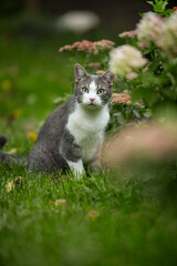 Wall Mural - Cute tabby cat in a garden