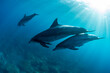 Three wild dolphins swimming in the sunlight
