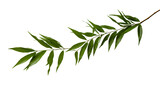 Tropical Tree Branch on Transparent Background Isolated on Transparent or White Background, PNG
