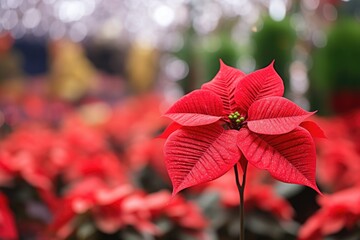 Canvas Print - red poinsettia with a blurred christmas tree background