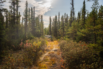 Les magnifiques forêt de la baie James au canada