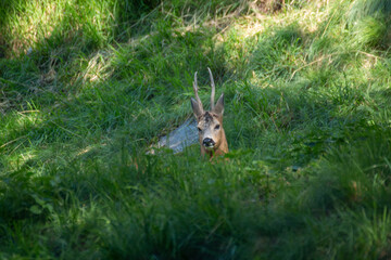 Wall Mural - roe deer small wild fawn woods and fields Italy