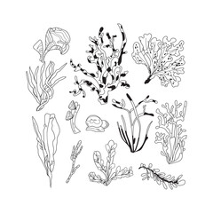 Wall Mural - Corals and seaweed outline Vector set. Gift of the sea. Ocean Underwater flora, sea marine plants line art illustration on white background