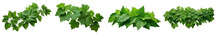 Set Of Green Leaves Ivy Plants ,Hosta Plant, Plantain Lily , Isolated On A Transparent Background. PNG, Cutout, Or Clipping Path.