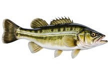 A High Quality Stock Photograph Of A Single Largemouth Bass Fish Isolated On Transparent Background