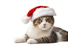 A Stock Photograph Of A Single Satisfied Cat With A Santa Hat On Isolated On A White Background