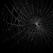 © karenfoleyphoto - Spider web on black