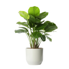 Single Potted Big Houseplant Interior Front View Isolated On Transparent Or White Background, PNG