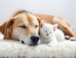 Big dog and little kitten sleeping together on white carpet