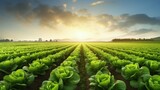 Fototapeta Natura - Cultivated field of lettuce growing in rows along the contour line in sunset at Kent, Washington State, USA. Agricultural composition. Panoramic style.