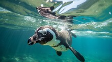 Swimming In The Clean Water Is A Humboldt Penguin (Spheniscus Humboldti), Often Known As A Peruvian Penguin Or Patranca.