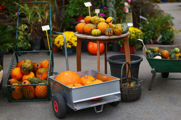 pumpkins of all colors and sizes for sale on a farm wagon, with cornfields in the background