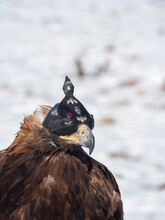Portrait Of A Hunting Golden Eagle In A Leather Hat. Hunting With Eagle. Portrait Of A Bird With A Head Covering. Copy Space. Vertical View.