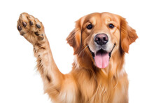 Golden Retriever Giving High Five Isolated On Transparent Background. Dog Giving High Five.