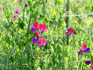  Purple and red shades, sweet pea,  lathyrus odoratus, end of summer, september  2023