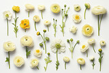 Buttercup flower arrangement, isolated on transparent, flat lay