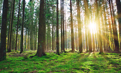 Wall Mural - Summer forest with bright sun shining through the trees.