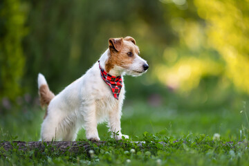 Wall Mural - Beautiful purebred jack russell terrier standing, listening in the grass. Small, smart and active dog breed.