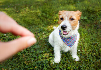 Wall Mural - Owner's hand giving a snack treat to her happy sitting dog in the grass. Positive puppy training.