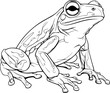 Toad frog Hand Drawn Realistic Detailed Coloring Book Animal Illustrations