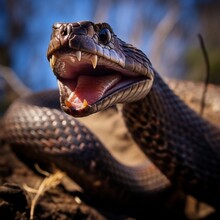 Close Up Of A Snake 