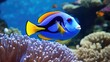 Blue tang, surgeon fish with anemone background