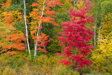 Wall Mural - trees in brilliant autumn color in the woods of northern minnesota