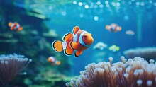 Clown Fish Swimming In The Corals And Anemone, Nature Habitat Colorful Underwater