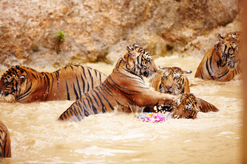 Wall Mural - Tigers, playing and fight in water at zoo, park or together in nature with game for learning to hunt or tackle. India, Tiger and family of animals in river, lake or pool for playing in environment