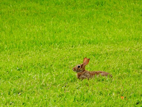 A brown bunny rabbit was sitting in the grass.