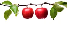 Two Red Apples With Green Leaves Suspended On A White Background